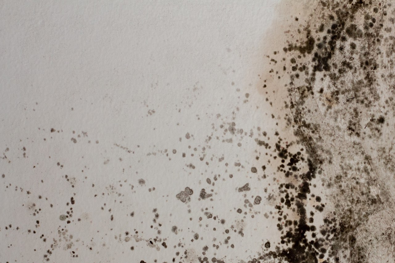 Mold removal service in Yuma, AZ